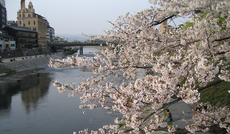 9 Cherry blossoms & the Kamo River in Kyoto, Japan; 鴨川の桜、京都 - Foter - Nullumayulife