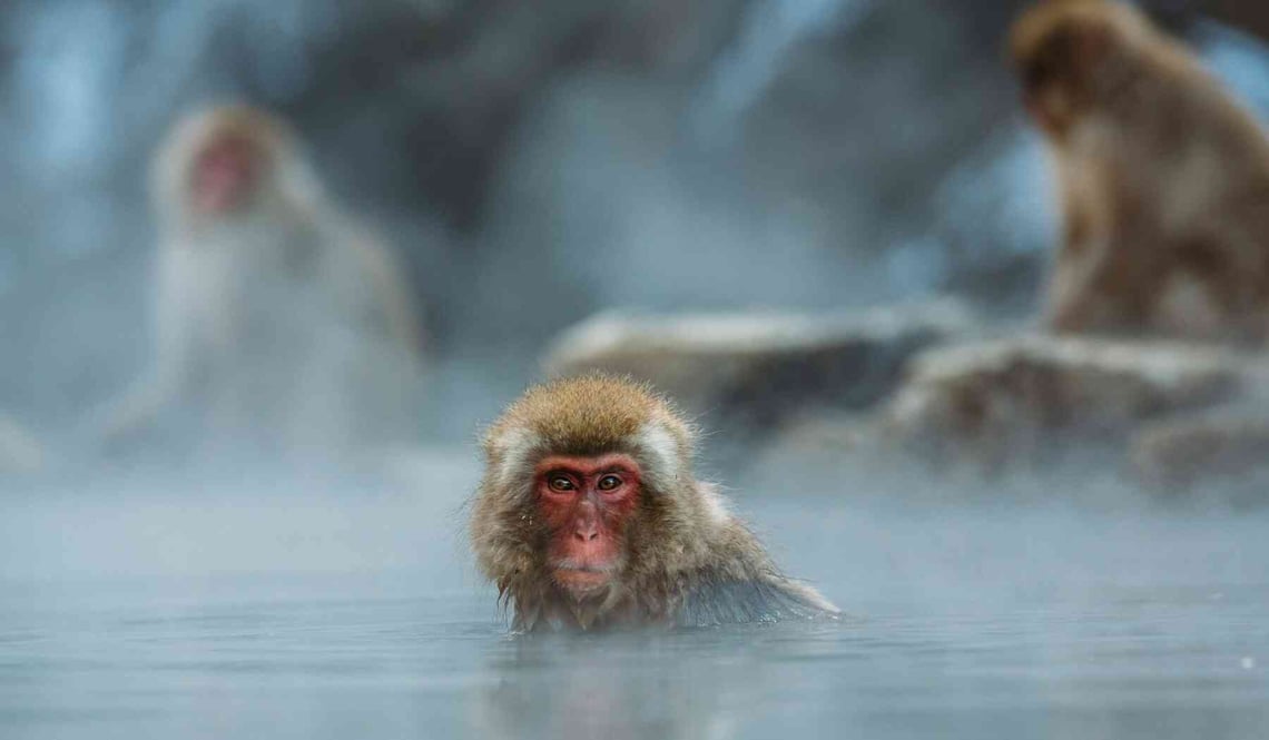 macaque japonais