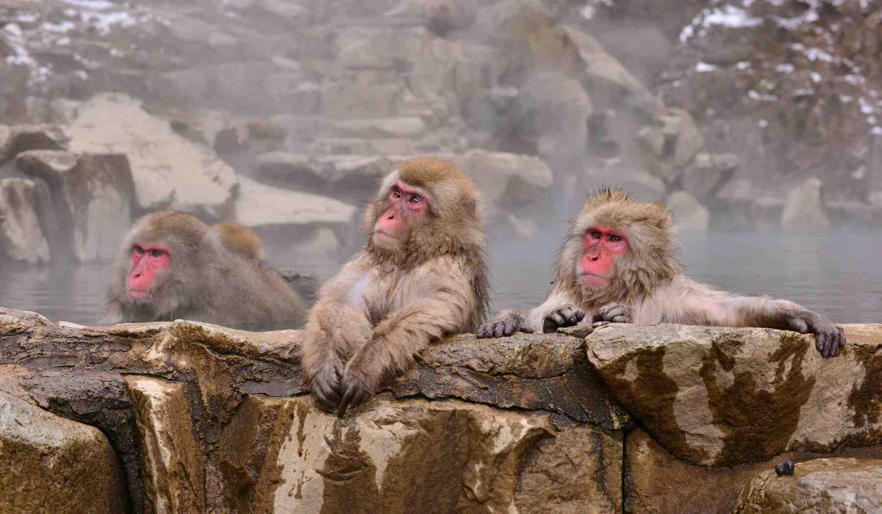 onsen-japon-Jigokudani Yaen-Koen