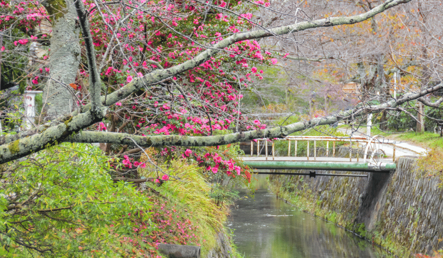 Chemin du Philosophe à Kyoto