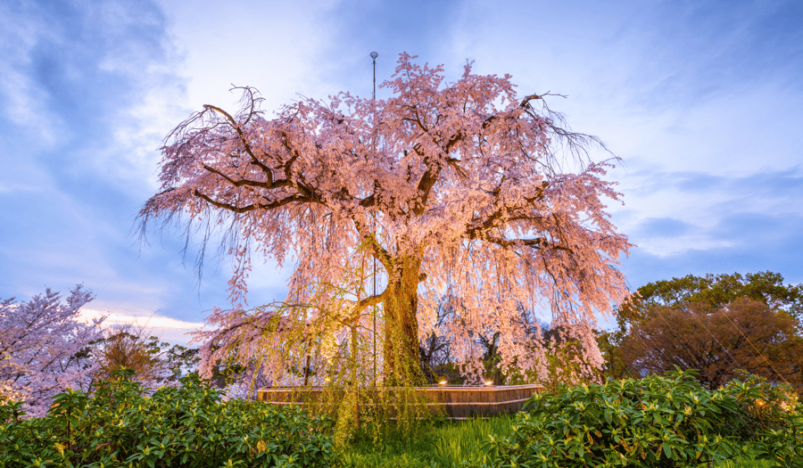 Parc de Maruyama