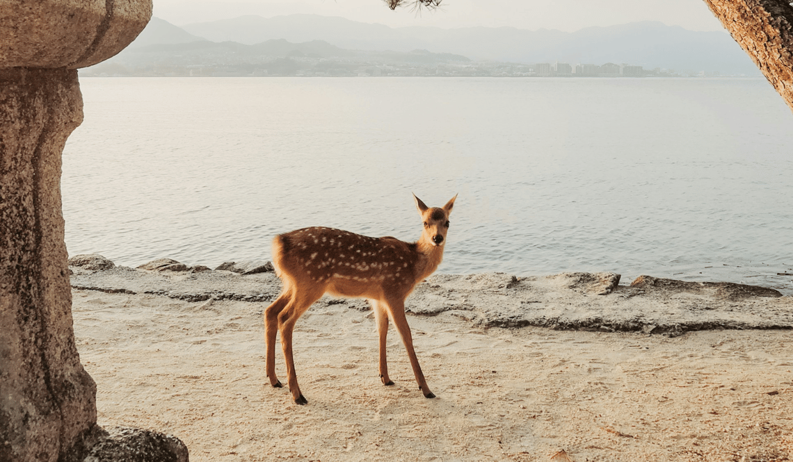 Île de Miyajima