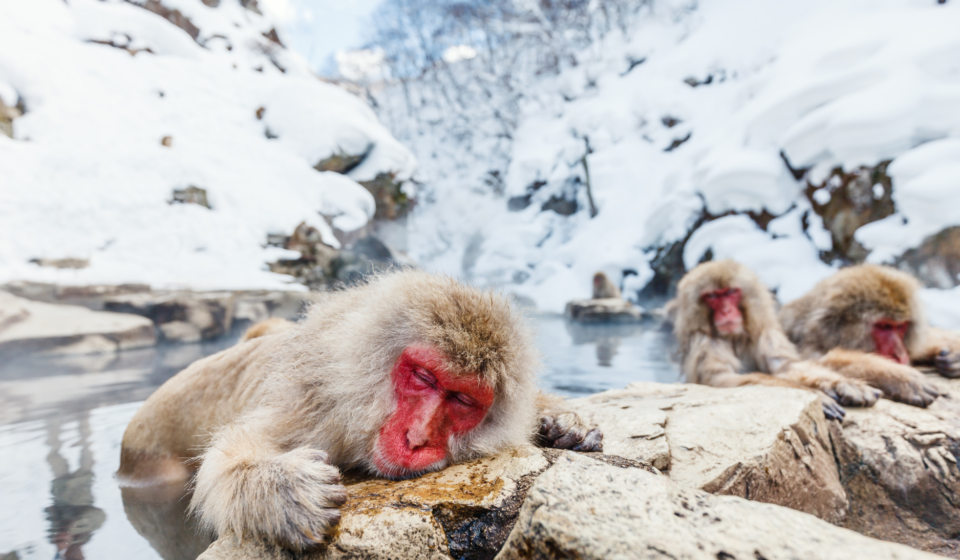 Snow-Monkey-Park-japon-hiver